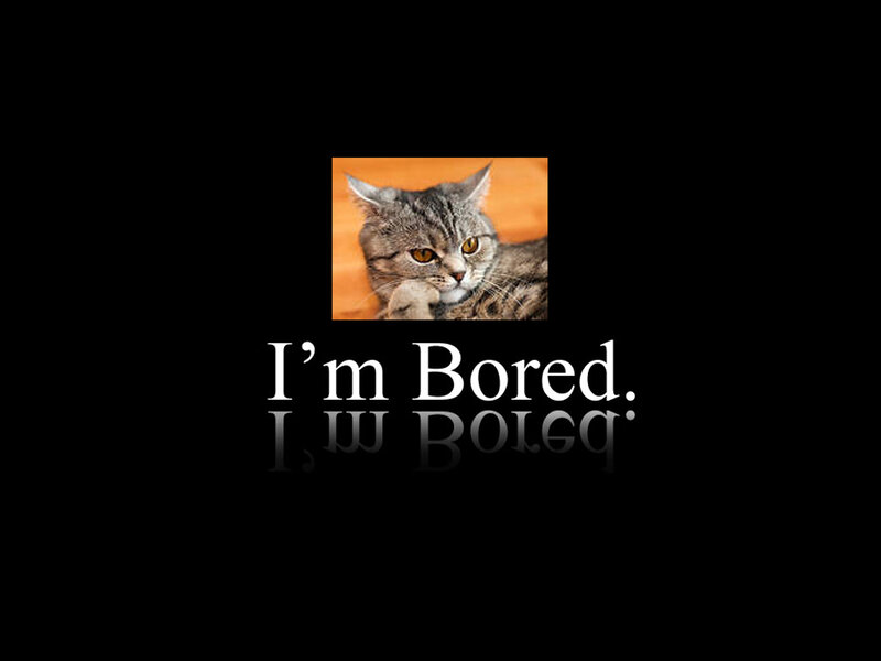 Tabby Cat Resting — Black, Bored