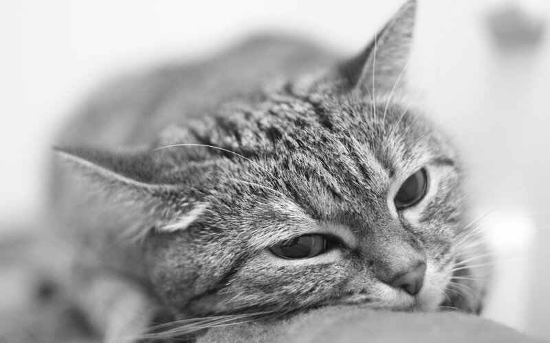 Tabby Cat Resting — Black, Calm