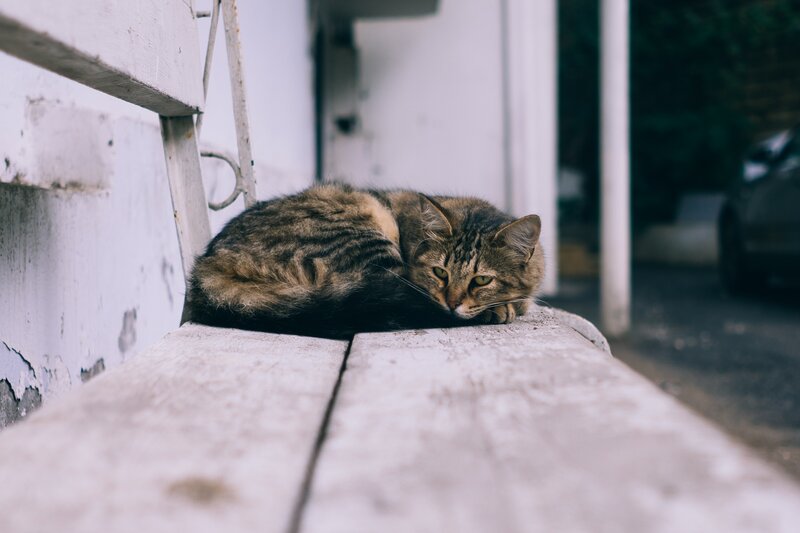Tabby Cat Resting — Brown, Calm, Afternoon, Photograph, Bench