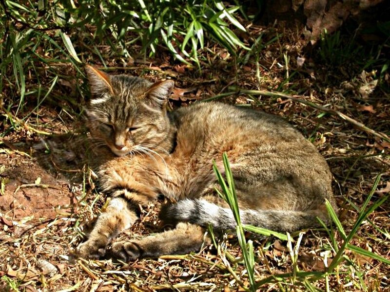 Tabby Cat Resting — Brown, Calm, Afternoon, Photograph, Grass