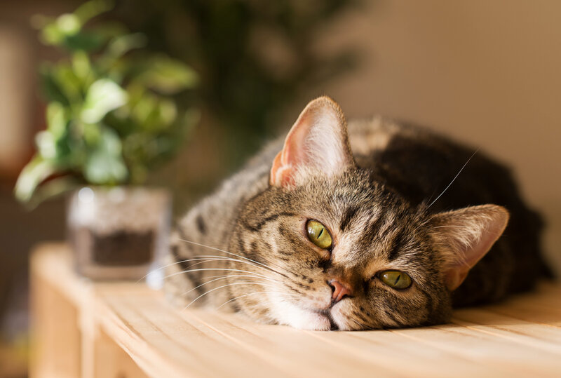 Tabby Cat Resting — Brown, Calm, Afternoon, Photograph