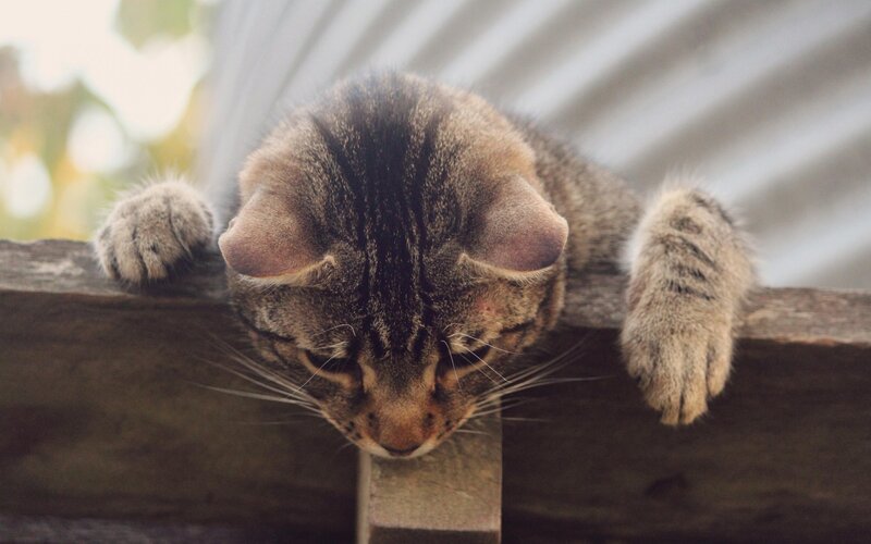 Tabby Cat Resting — Brown, Calm, Afternoon