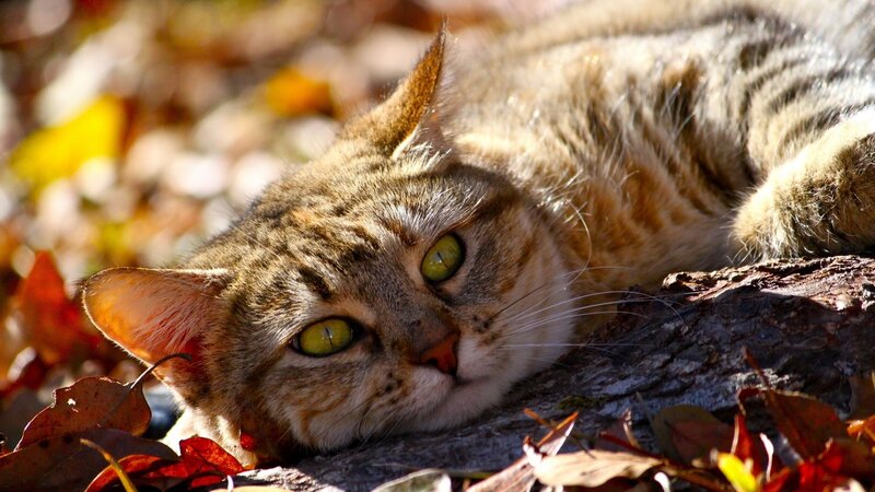 Tabby Cat Resting — Brown, Calm, Autumn, Photograph, Leaves, Log