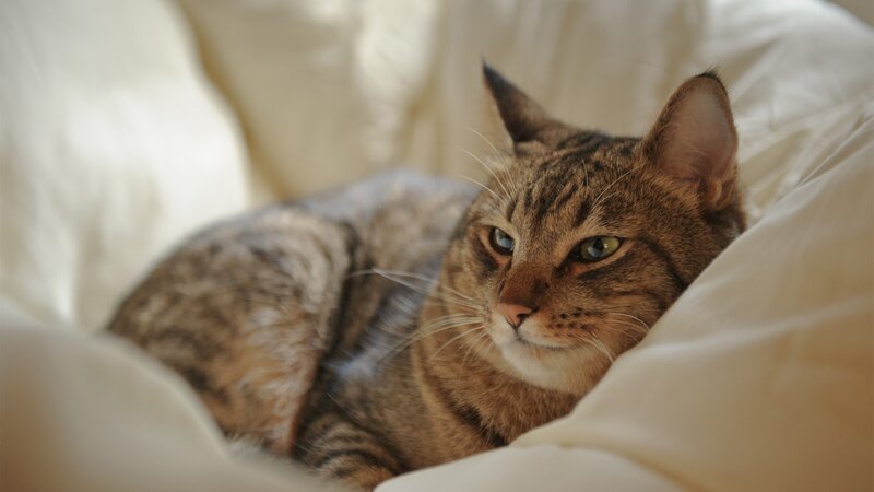 Tabby Cat Resting — Brown, Calm, Morning