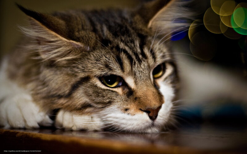 Tabby Cat Resting — Brown, Calm, Night