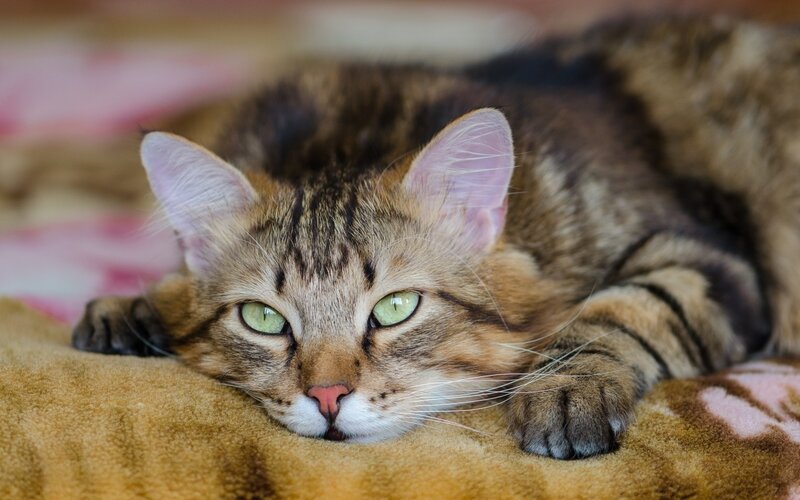 Tabby Cat Resting — Brown, Calm, Photograph, Blanket