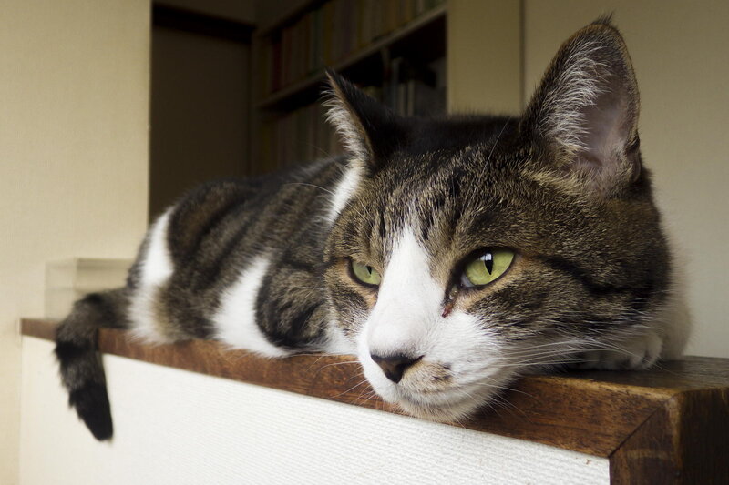 Tabby Cat Resting — Brown, Calm, Photograph, Bookshelf
