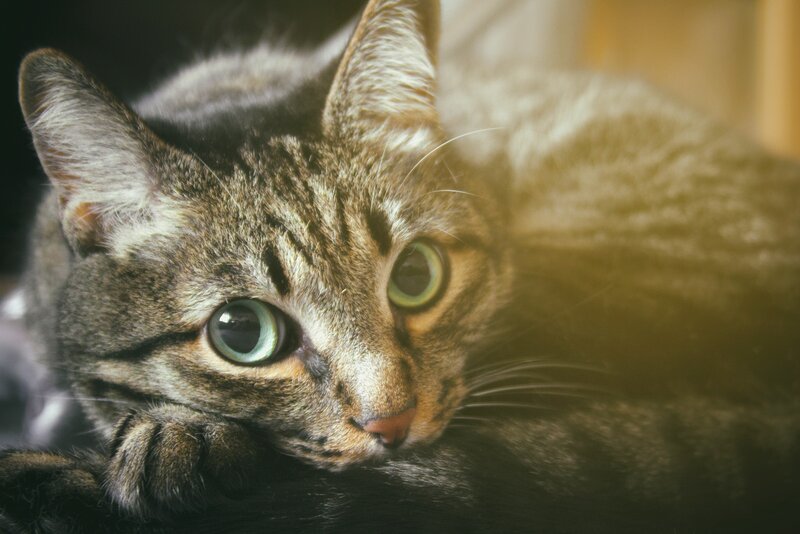 Tabby Cat Resting — Brown, Calm, Photograph, Paw