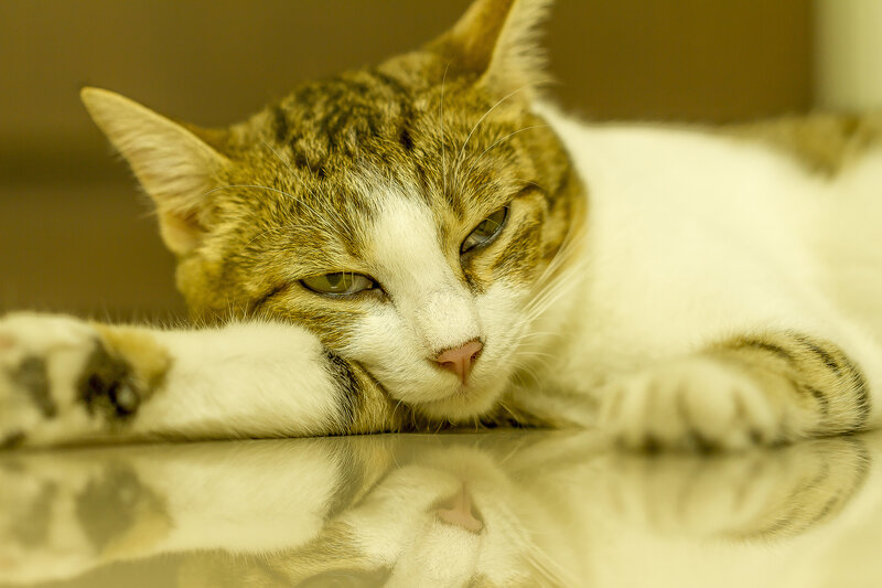 Tabby Cat Resting — Brown, Calm, Photograph, Paws