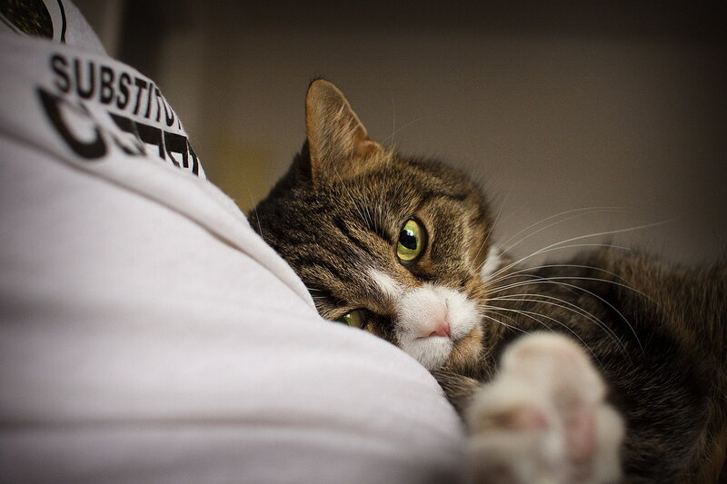 Tabby Cat Resting — Brown, Calm, Photograph, Person