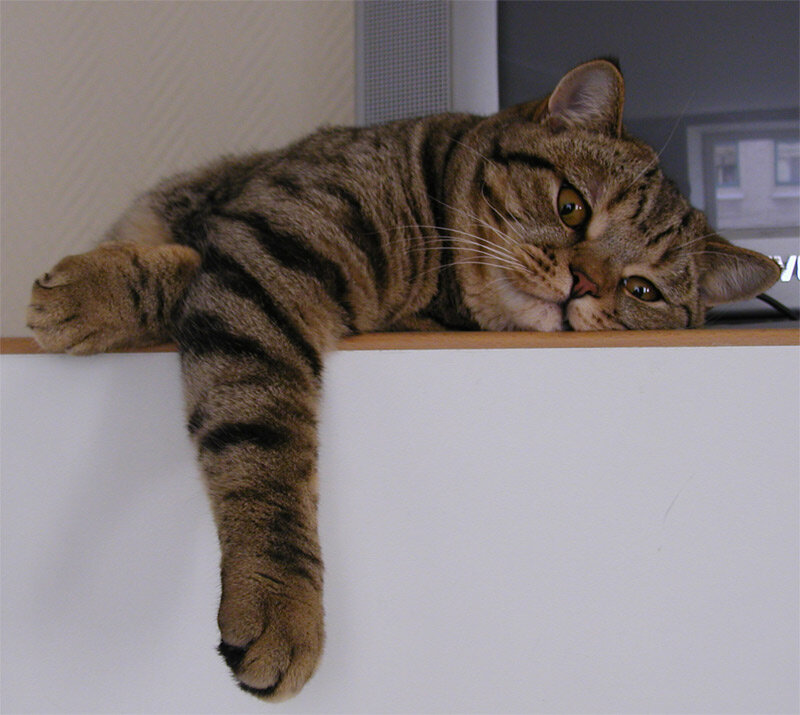 Tabby Cat Resting — Brown, Calm, Photograph
