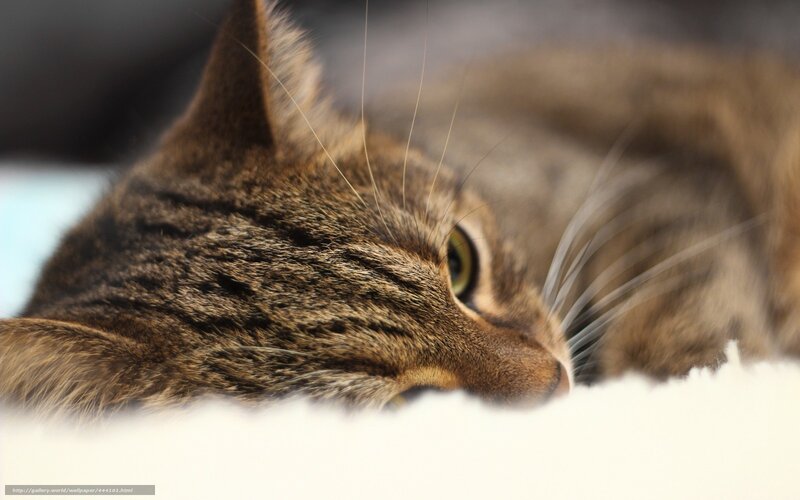 Tabby Cat Resting — Brown, Calm, Photograph, Whiskers, Eye, Fur