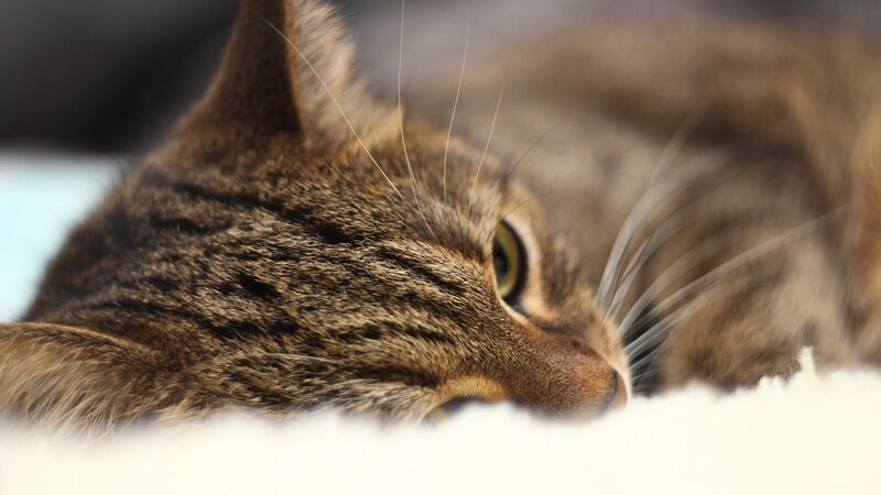 Tabby Cat Resting — Brown, Calm, Photograph, Whiskers, Eye