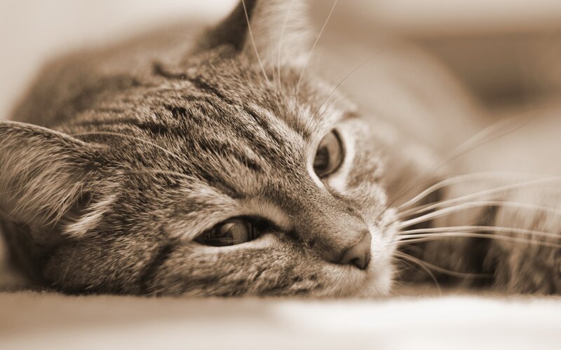 Tabby Cat Resting — Brown, Calm, Photograph, Whiskers