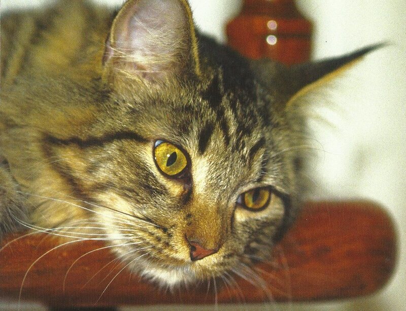 Tabby Cat Resting — Brown, Calm, Photograph, Wooden Surface