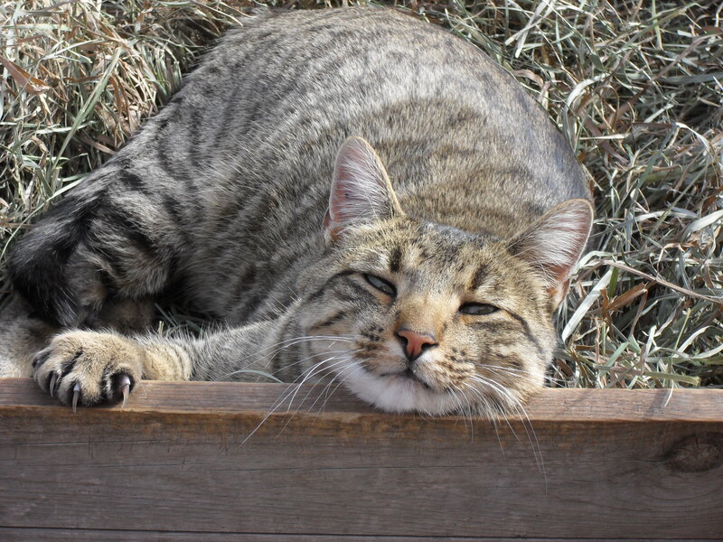 Tabby Cat Resting — Brown, Relaxed