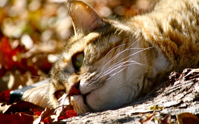 Tabby Cat Resting — Brown, Serene