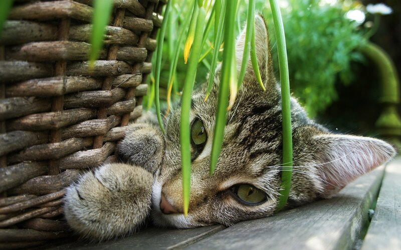 Tabby Cat Resting — Brown