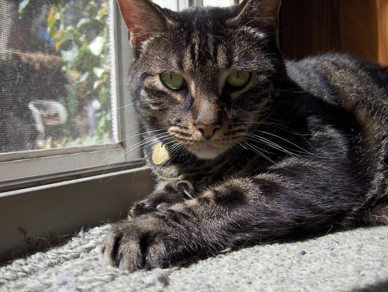 Tabby cat resting by window