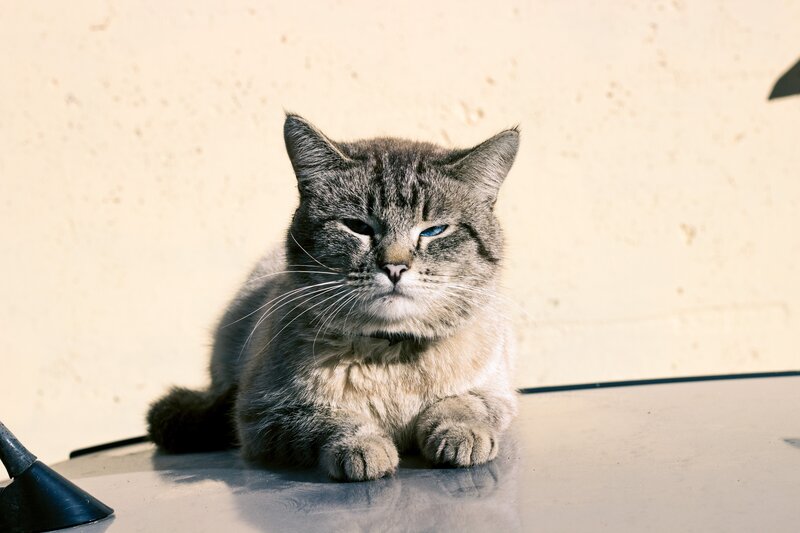 Tabby Cat Resting — Gray, Calm, Afternoon, Photograph, Car Roof