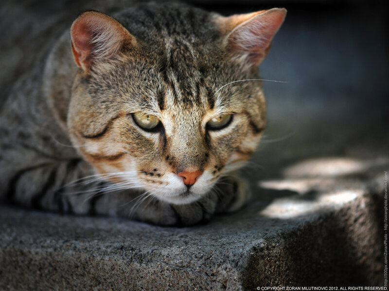 Tabby Cat Resting — Gray, Calm, Afternoon, Photograph