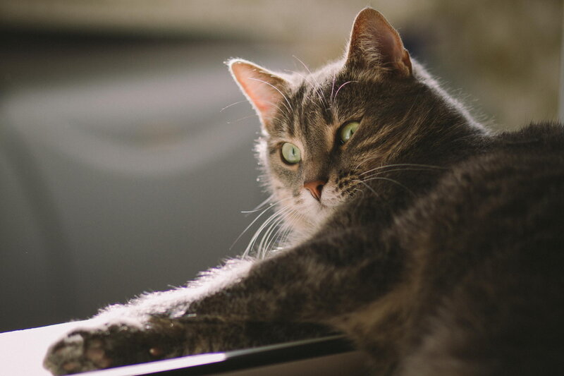 Tabby Cat Resting — Gray, Calm, Afternoon, Photograph, Window
