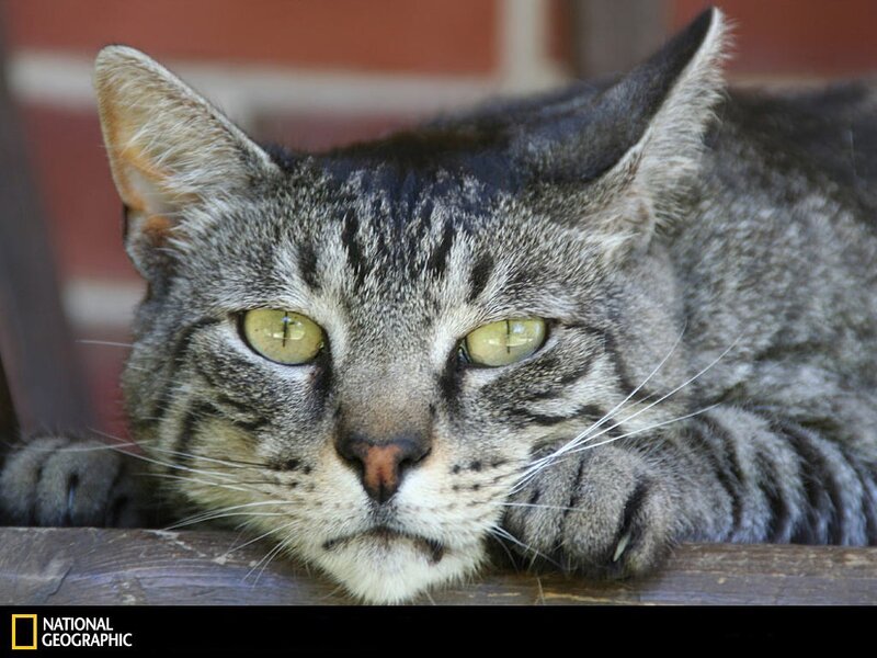 Tabby Cat Resting — Gray, Calm, Afternoon, Photograph, Wooden Surface, Brick Wall