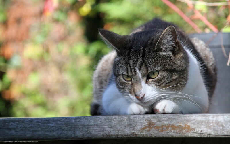 Tabby Cat Resting — Gray, Calm, Afternoon, Photograph, Wooden Surface, Greenery