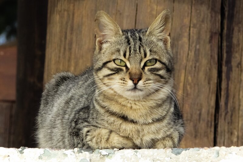 Tabby Cat Resting — Gray, Calm, Afternoon, Photograph, Wooden Wall