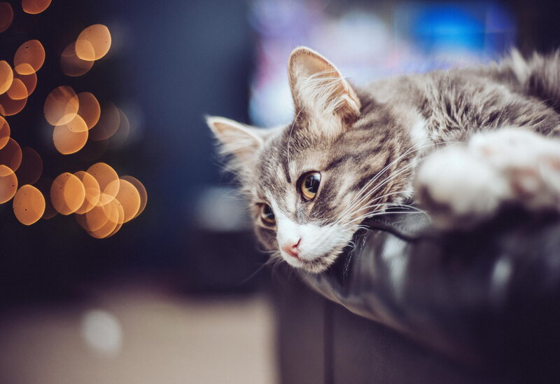 Tabby Cat Resting — Gray, Calm, Night