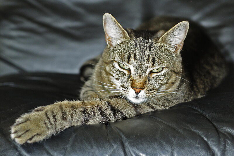 Tabby Cat Resting — Gray, Calm, Photograph, Black Leather Couch