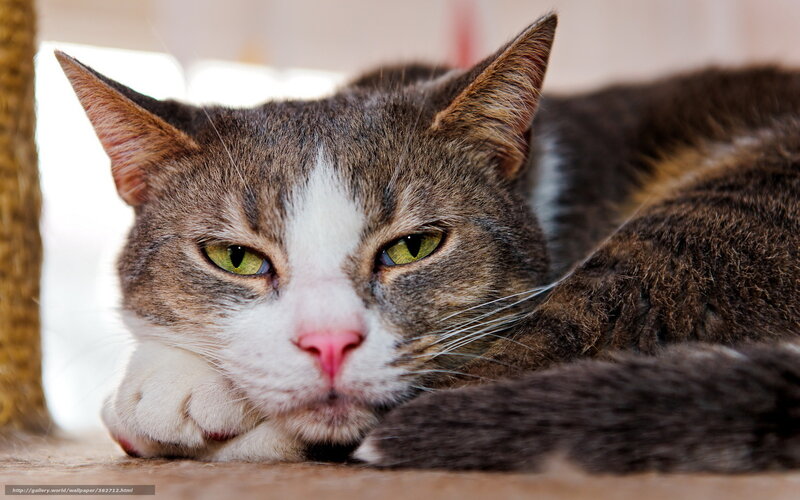 Tabby Cat Resting — Gray, Calm, Photograph, Paw, Scratching Post