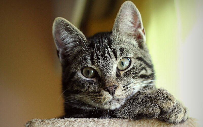 Tabby Cat Resting — Gray, Calm, Photograph, Paw