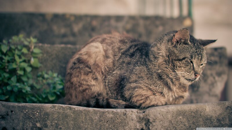 Tabby Cat Resting — Gray, Calm, Photograph, Stone Step