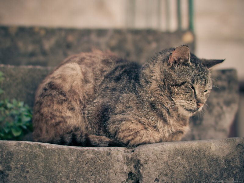 Tabby Cat Resting — Gray, Calm, Photograph, Stone Steps