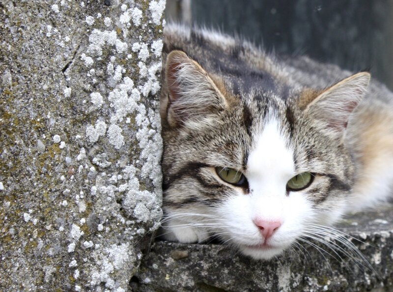 Tabby Cat Resting — Gray, Calm, Photograph, Stone Wall