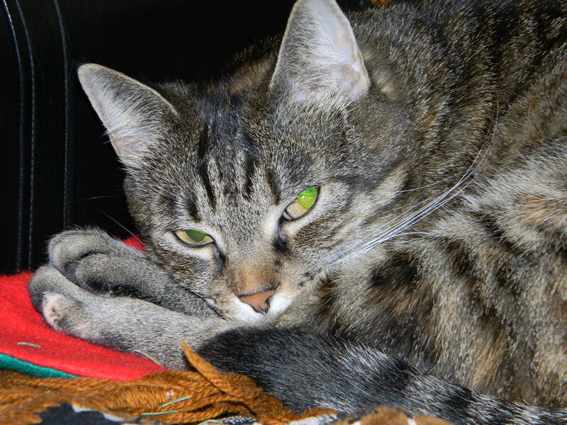 Tabby Cat Resting — Gray, Calm, Photograph