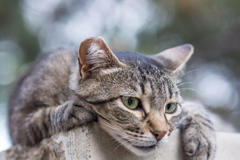 Tabby Cat Resting — Gray, Calm, Photograph, Wall