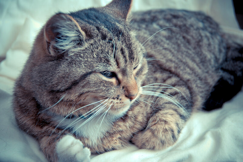 Tabby Cat Resting — Gray, Calm, Photograph, Whiskers