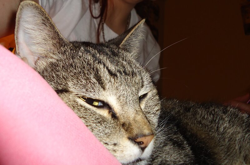 Tabby Cat Resting — Gray, Calm
