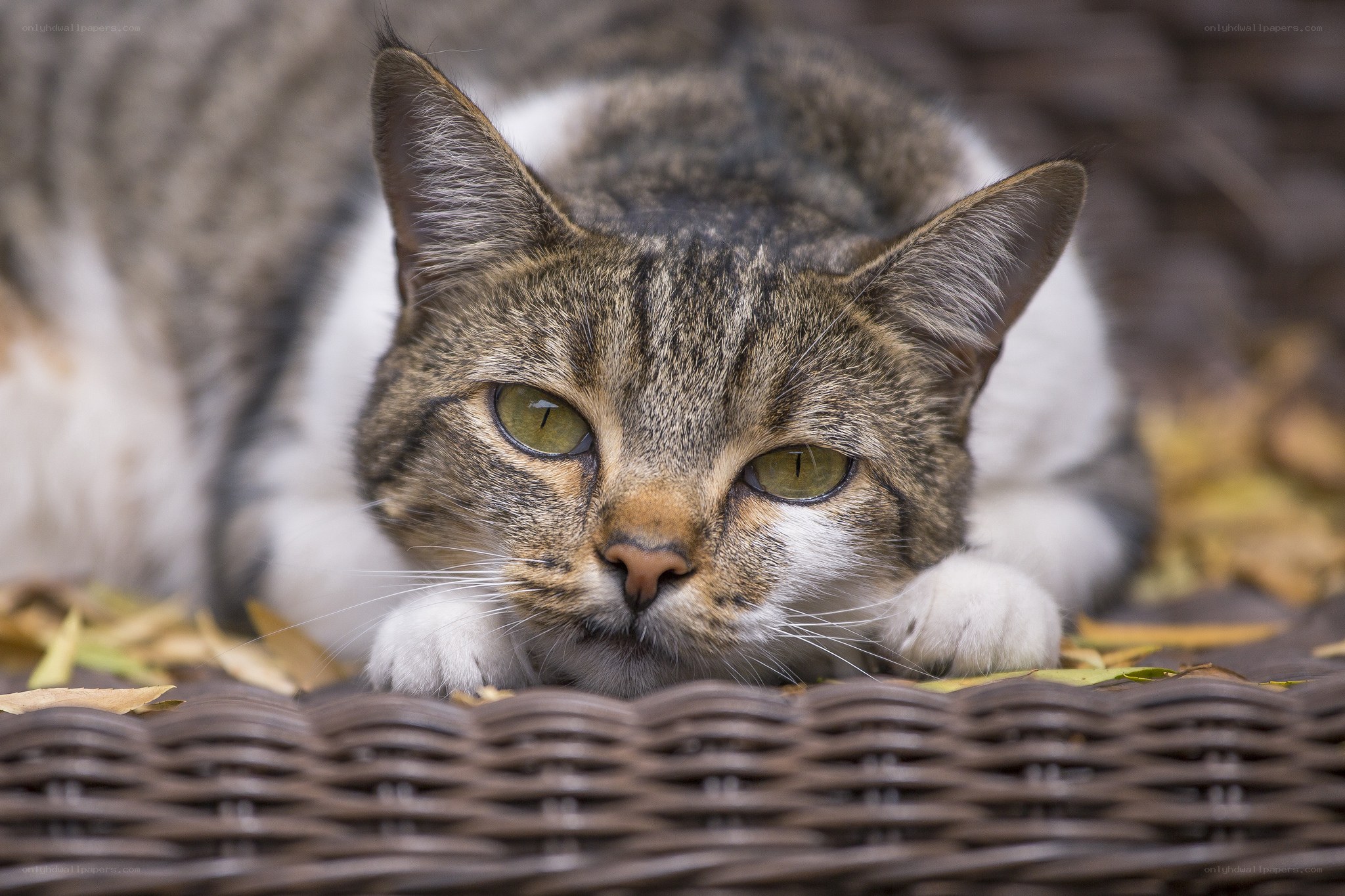 tabby cat resting in basket