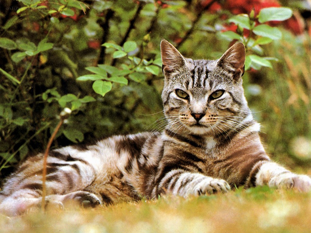 Tabby cat resting in garden