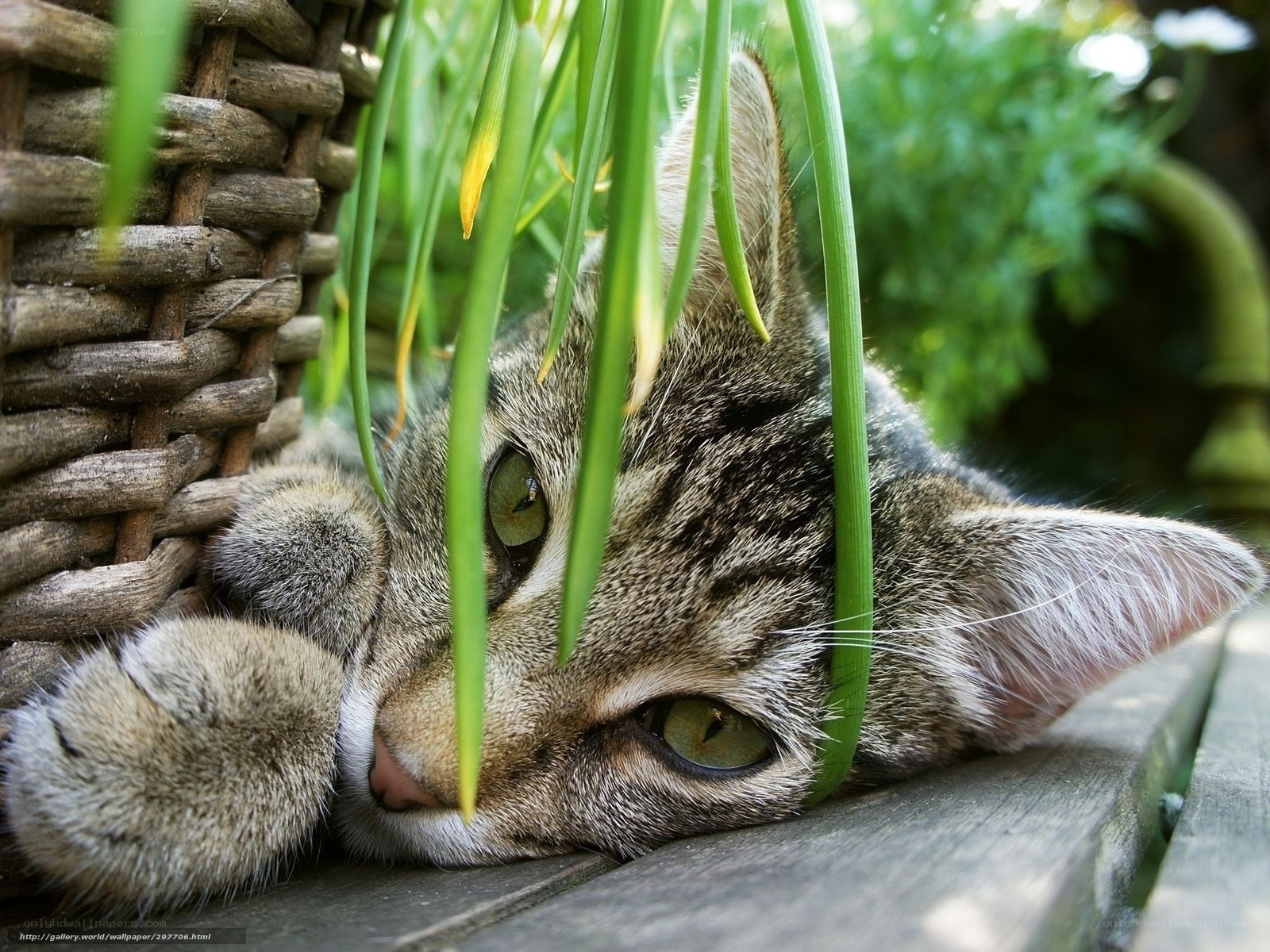 Tabby cat resting in garden