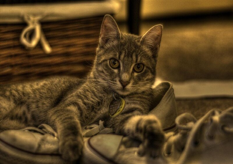 Tabby cat resting in shoes