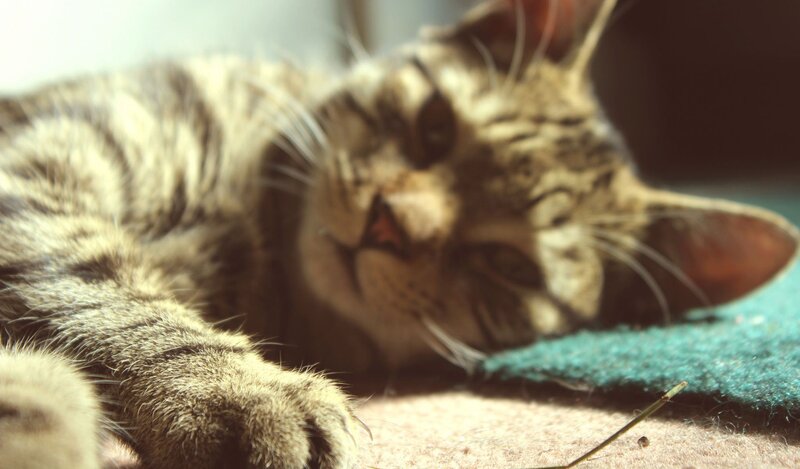 tabby cat resting in sunlight