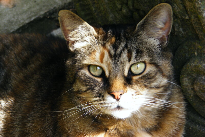 tabby cat resting in sunlight