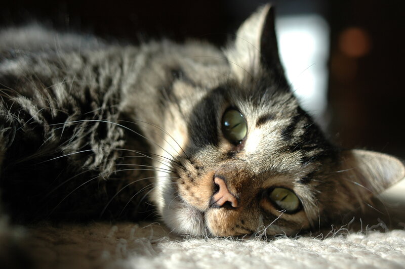tabby cat resting in sunlight
