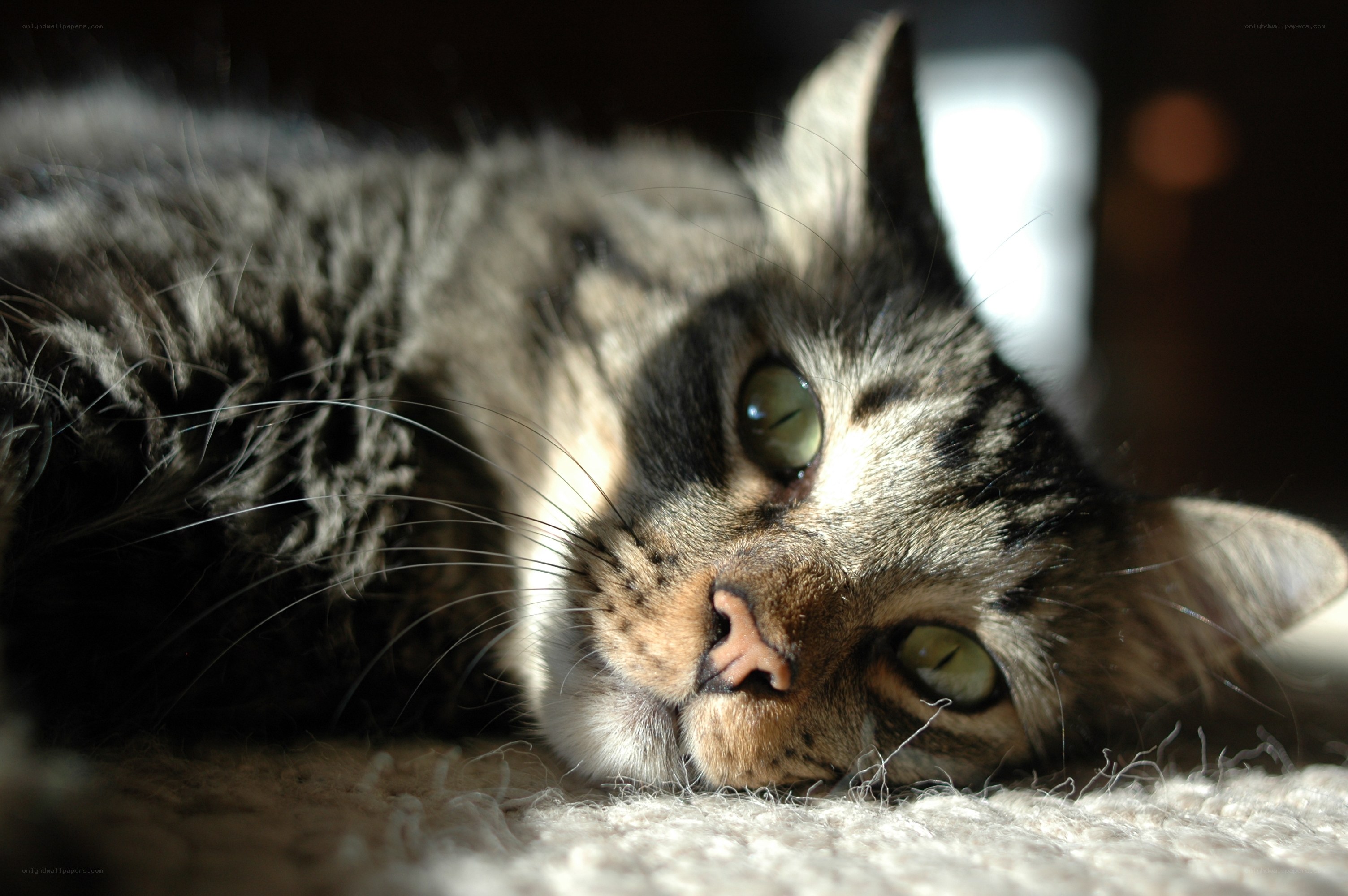 tabby cat resting in sunlight