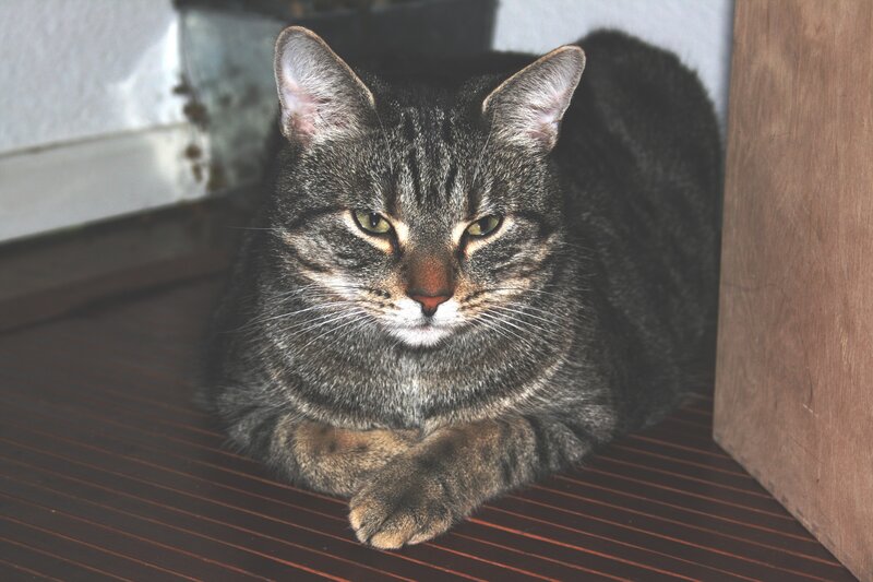 tabby cat resting indoors