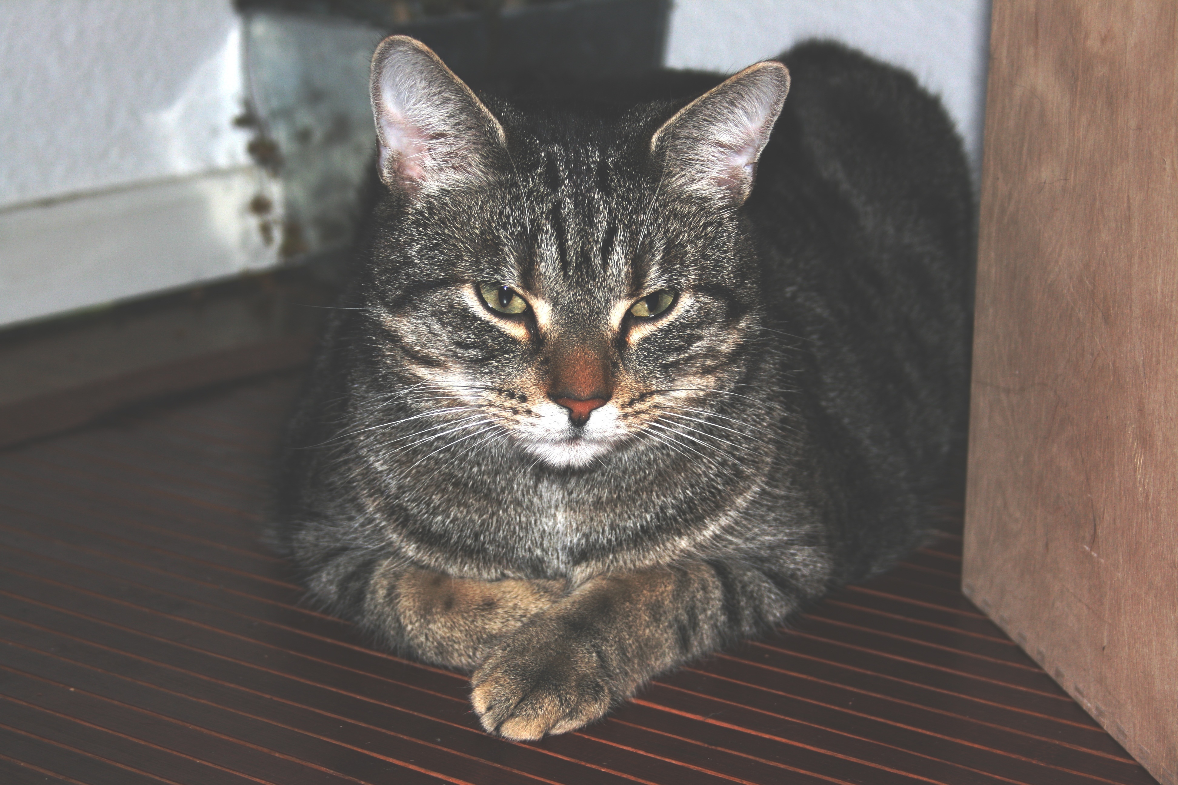 tabby cat resting indoors